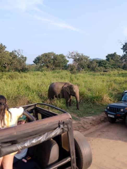 From Kandy: Sigiriya & Dambulla Day Tour with Safari - Key Points