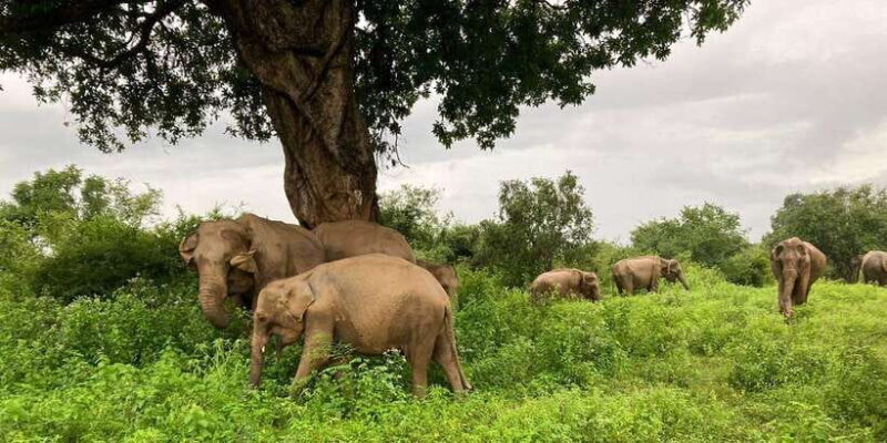 From Kandy: Sigiriya Lion Rock fortress and Village Trip - From Kandy: Sigiriya Lion Rock Fortress and Village Trip — A Detailed Review