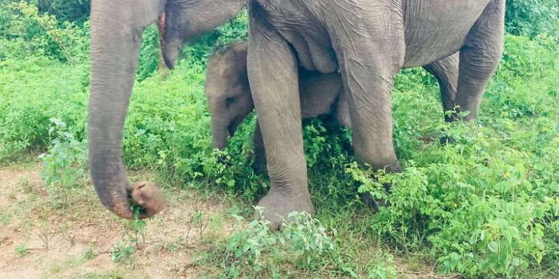 From Kandy: Sigiriya Lion Rock fortress and Village Trip - Practical Details and Tips