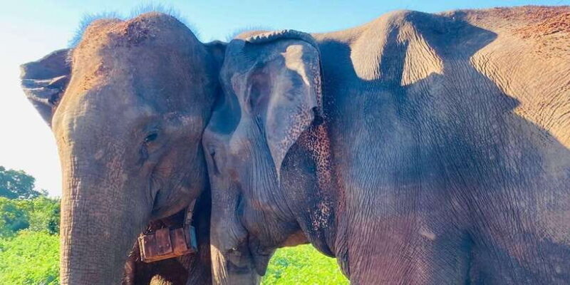 From Kandy: Sigiriya Lion Rock fortress and Village Trip - FAQ