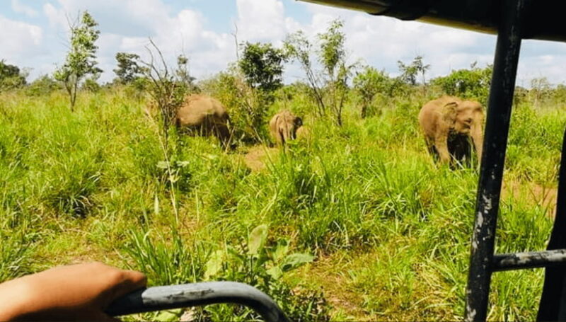 From Kandy: Sigiriya Rock Fortress and Wildlife Safari - The practical side: what to know before you go