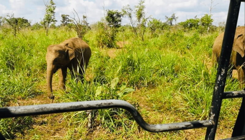 From Kandy: Sigiriya Rock Fortress and Wildlife Safari - Final thoughts