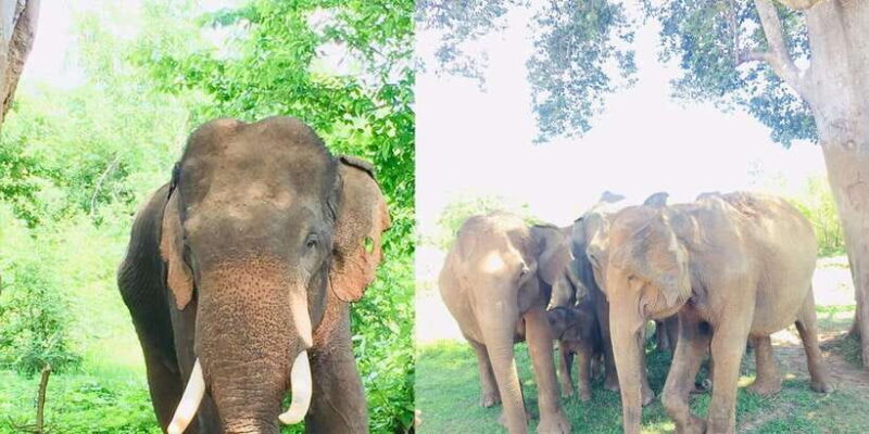 From Kandy: Sigiriya Transfer with Safari and Dambulla Rock - FAQ