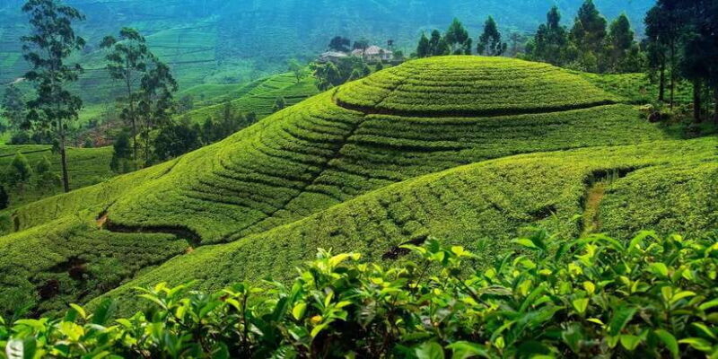 From Kandy To Nuwara Eliya Drop Tour - Private Tour - Key Points