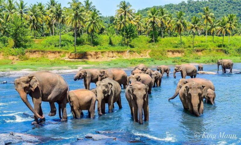 From Kandy To Pinnawala Private Day Tour via Ambuluwawa - Exploring the Itinerary in Detail