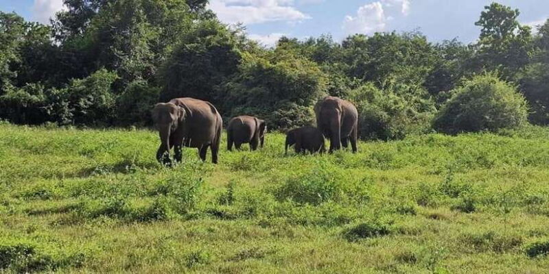 From Kandy to Sigiriya Day Tuk Tuk Trip - From Kandy to Sigiriya Day Tuk Tuk Trip: An Authentic Sri Lankan Adventure