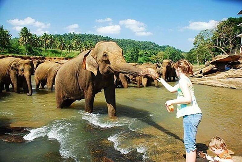 From Kandy to Sigiriya, Pinnawala Day Return Tour By Car - Practical Considerations and Tips