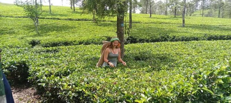 From Kandy to Sigiriya, Pinnawala Day Return Tour By Car - Who Would Enjoy This Tour?