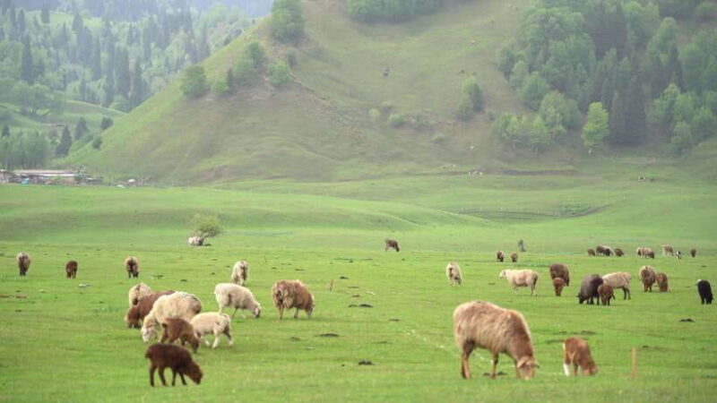 From Kashgar: 5-Day Silk Road Adventure with Accommodation - From Kashgar: 5-Day Silk Road Adventure with Accommodation