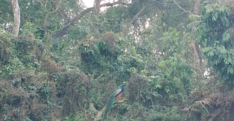 From Kathmandu: 2 Day Short Wildlife National Park Tour - Key Points