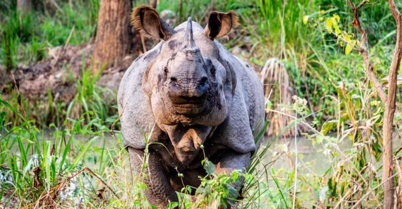 From Kathmandu: 3-Day Chitwan National Park & Elephants Tour - Exploring the Journey: An In-Depth Look