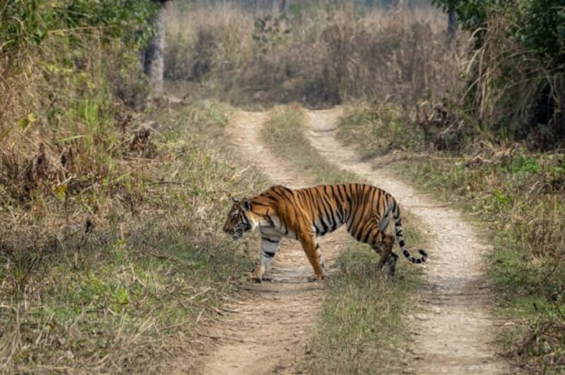 From Kathmandu: 3-Day Chitwan National Park Tour - The Sum Up: Is This Tour Right for You?