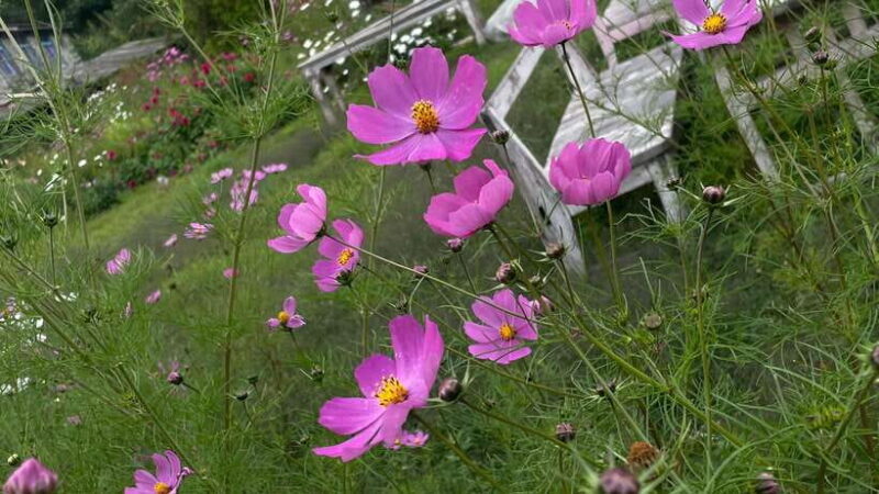 From Kathmandu: 3-Day Lumbini Trip - Exploring the 3-Day Lumbini Trip