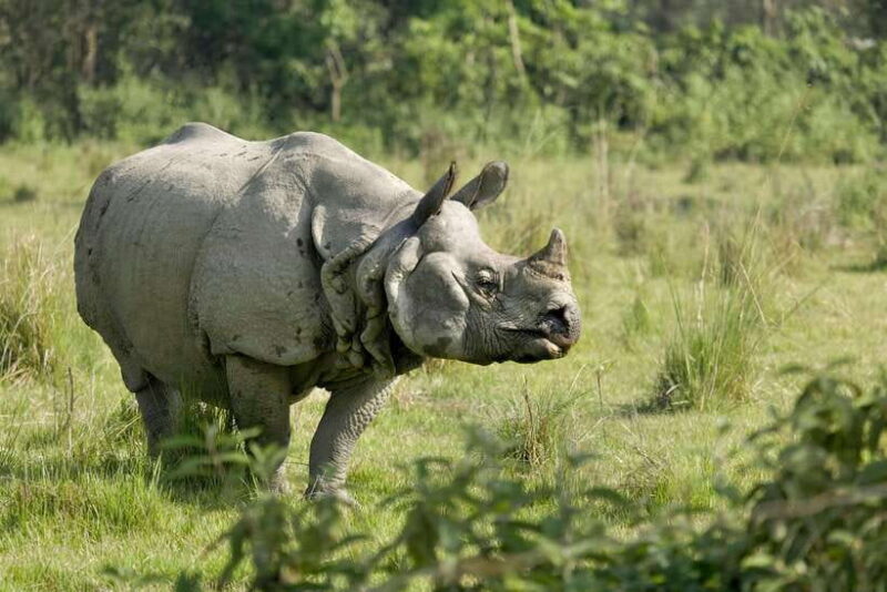From Kathmandu: 4-Day Chitwan National Park Tour - Key Points