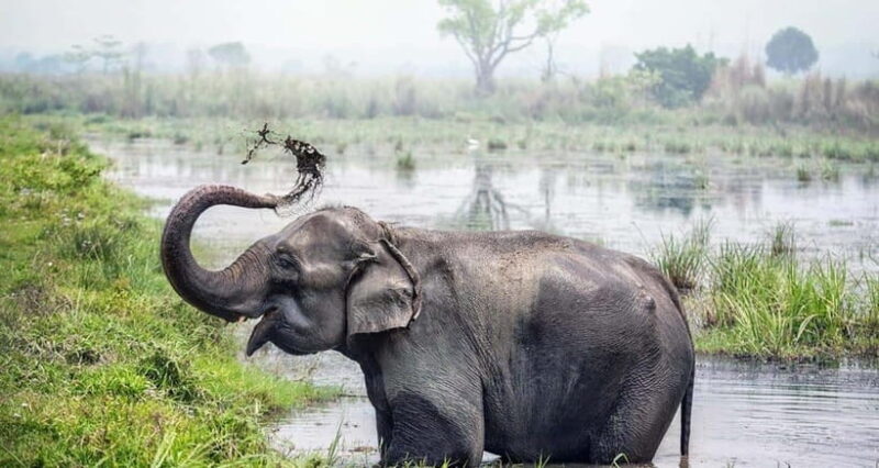 From Kathmandu: 4-Day Chitwan National Park Tour - Practical Tips for Your Trip