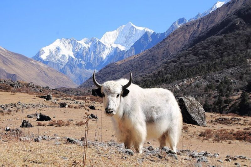 From Kathmandu: 6-Day Langtang Valley Guided Trek - Key Points
