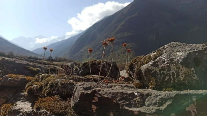 From Kathmandu: 7-Day Langtang Valley Trek - Practical Tips for Making the Most of Your Trek