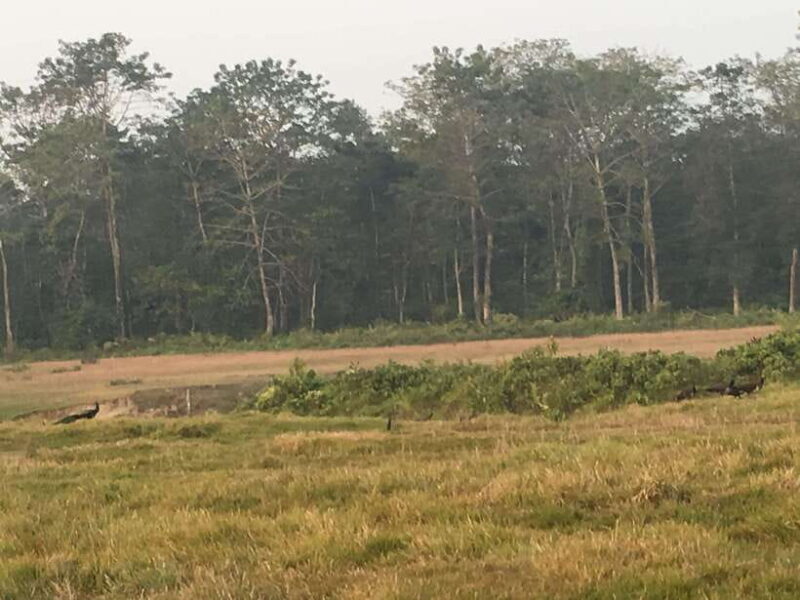 From Kathmandu or Pokhara 3 day Chitwan Tour with Rafting - Key Points