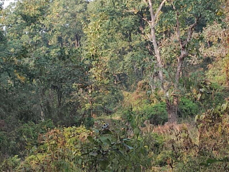 From Kathmandu or Pokhara: 4-Day Chitwan National Park Tour - FAQ