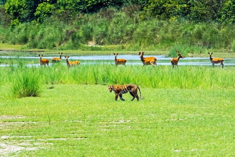 From Kathmandu/Pokhara: Bardiya National Park 4-Day Tour - Final Thoughts: Who Is This Tour Best For?
