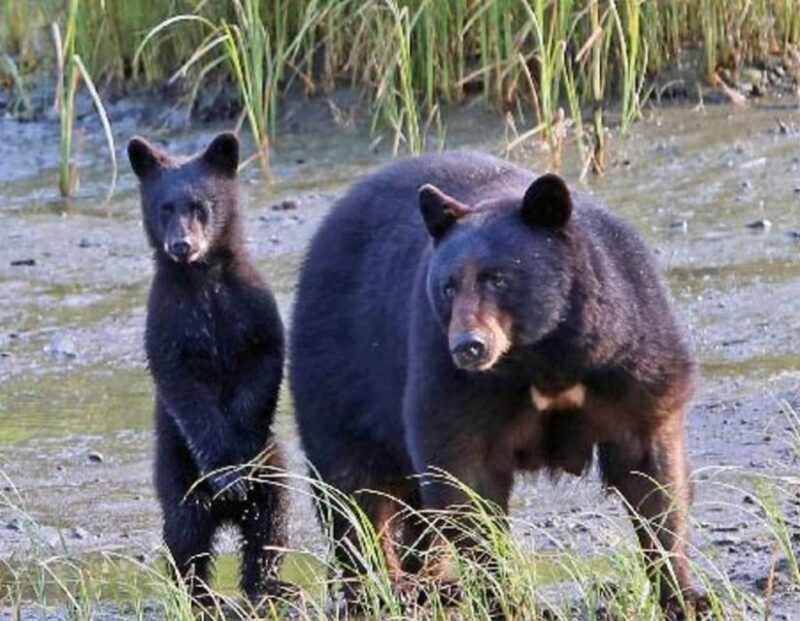 From Ketchikan: Potlatch Totem Park and Herring Cove Tour - From Ketchikan: Potlatch Totem Park and Herring Cove Tour — A Practical Guide to Alaska’s Heritage and Wildlife