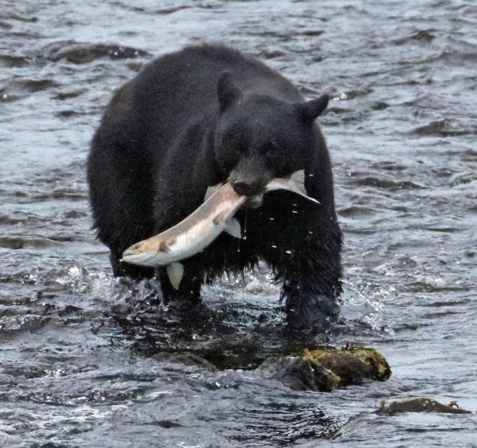 From Ketchikan: Potlatch Totem Park and Herring Cove Tour - Considerations and Tips