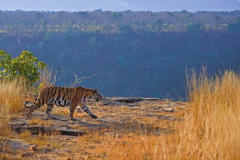 From Khajuraho: Panna National Park Official Tiger Safari - Practical Details and Tips