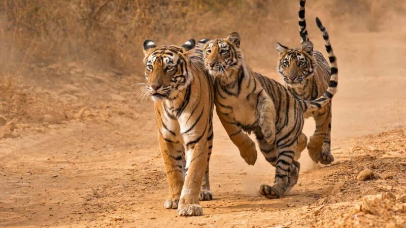 From Khajuraho: Panna Tiger Safari Tour for 1 Night 2 Days - A Close Look at the Panna Tiger Safari Tour