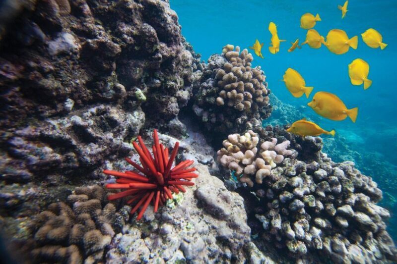 From Kihei: Molokini Crater and Turtle Town Snorkeling - From Kihei: Molokini Crater and Turtle Town Snorkeling