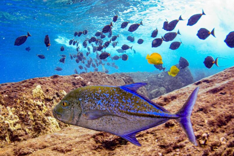 From Kihei: Molokini Crater and Turtle Town Snorkeling - The Sum Up