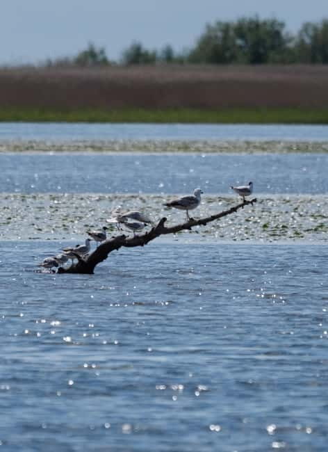 From Klaipda: Bird-Watching Adventure in Nemunas Delta - Pricing & Value