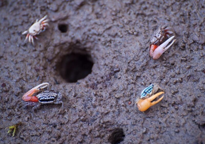 From Ko Lanta: Mangrove Eco-Excursion by Longtail Boat - Exploring Krabi’s Mangrove Ecosystem: A Practical Journey