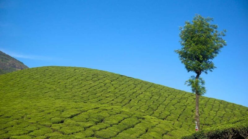 From Kochi:- 02 Days Munnar Hill Station & Nature Walk Tour - From Kochi: 02 Days Munnar Hill Station & Nature Walk Tour