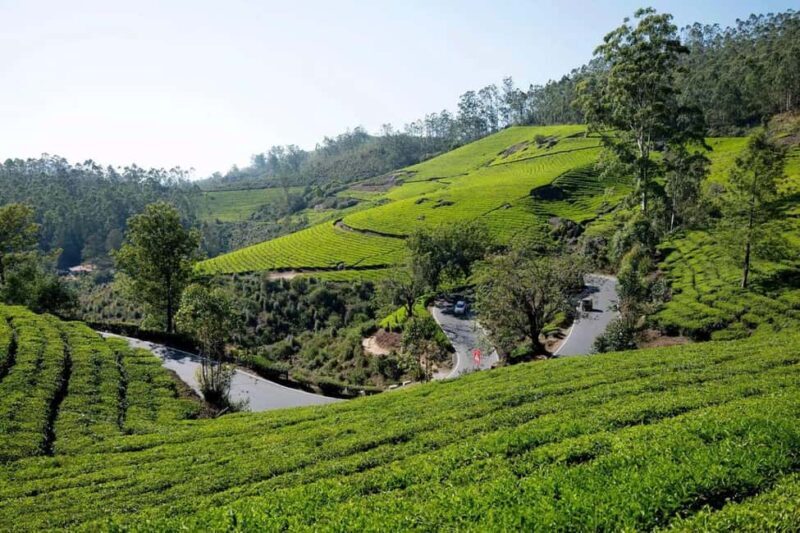From Kochi:- 02 Days Munnar Hill Station & Nature Walk Tour - The Sum Up