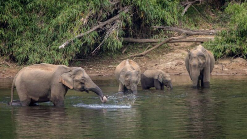 From Kochi:- 02 Days Periyar Wildlife Tour with Nature Walk - An In-Depth Look at the 2-Day Periyar Wildlife Tour