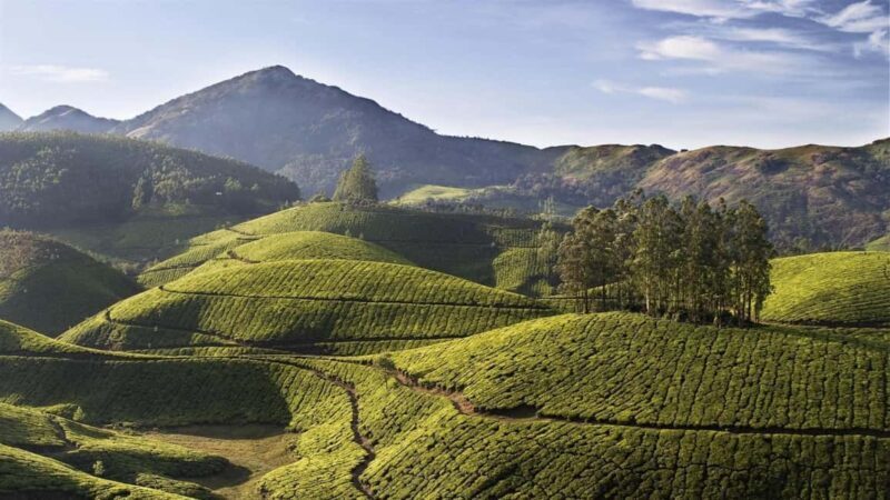 From Kochi:- 03 Days Cochin with Munnar Hill Station Tour - From Kochi: 3 Days Cochin with Munnar Hill Station Tour