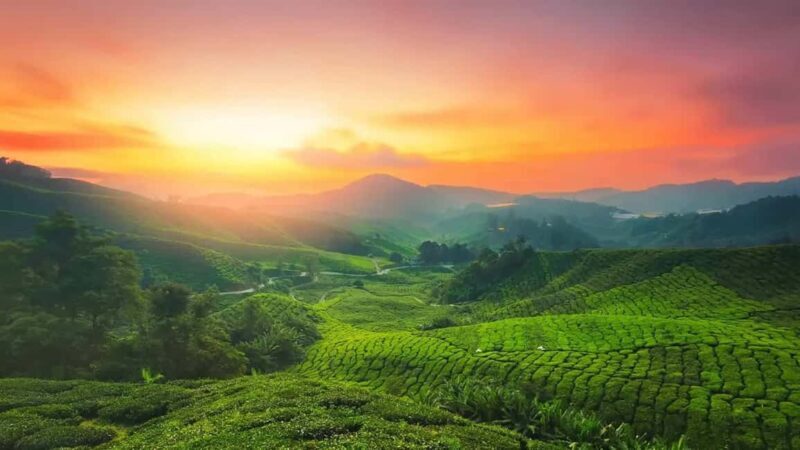 From Kochi:- 03 Days Cochin with Munnar Hill Station Tour - An Honest Look at the 3-Day Cochin & Munnar Tour