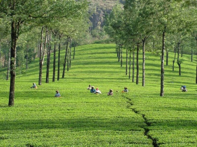 From Kochi:- 03 Days Munnar with Periyar Wildlife Tour - From Kochi: 3 Days Munnar with Periyar Wildlife Tour – A Complete Guide