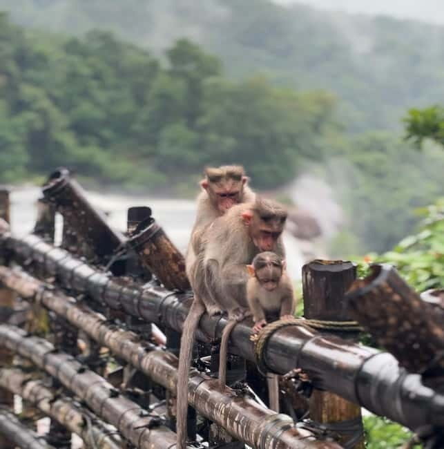 From Kochi: Athirappilly Waterfalls Day Trip with Transfers - From Kochi: Athirappilly Waterfalls Day Trip with Transfers – A Detailed Review