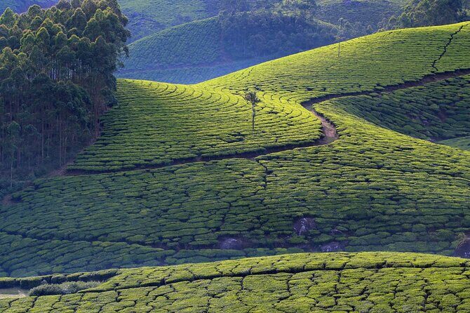 From Kochi: Day Tour to Munnar with Tea Garden and Waterfalls - The Itinerary in Detail