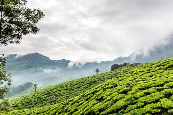 From Kochi: Day Tour to Munnar with Tea Garden and Waterfalls - The Sum Up