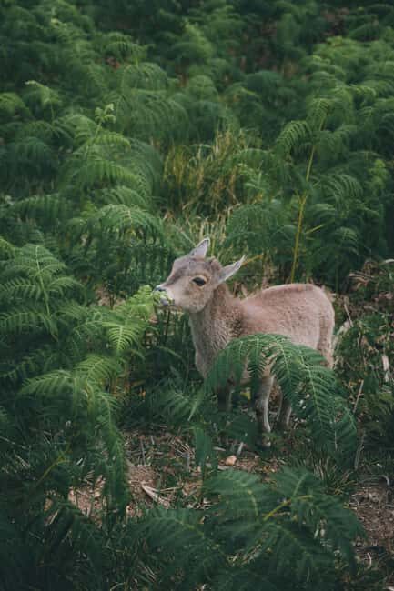 From Kochi: Munnar Hill Station Day Trip - Final Thoughts: Is This Tour Worth It?