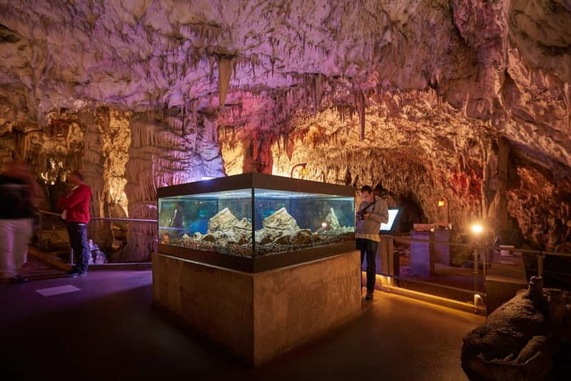From Koper: Postojna Cave and Ljubljana Guided Tour - Discovering Postojna Cave: A Journey Beneath Slovenias Surface