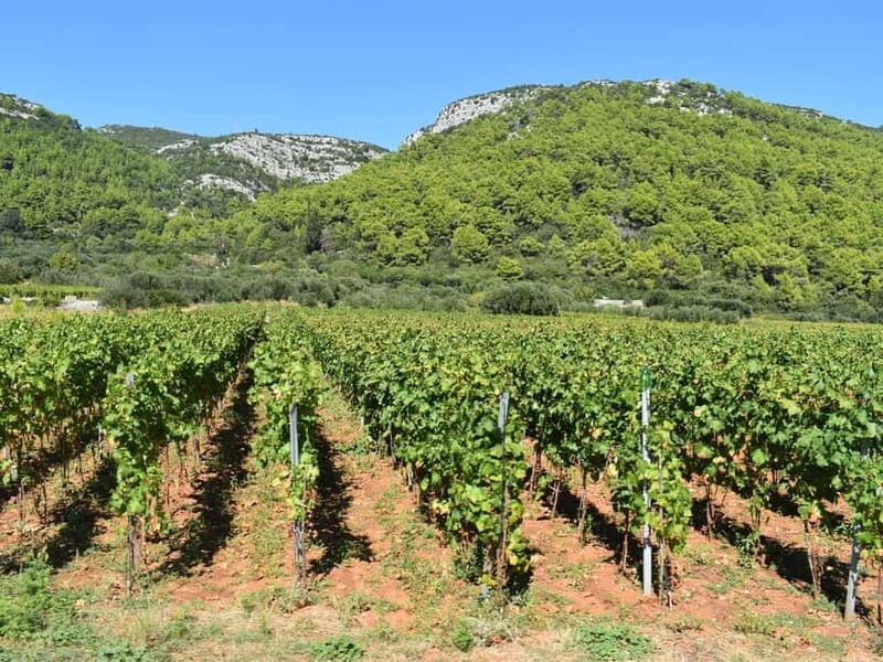 From Korcula Town: Local Wine & Sightseeing Half-Day Tour - Who Should Consider This Tour?