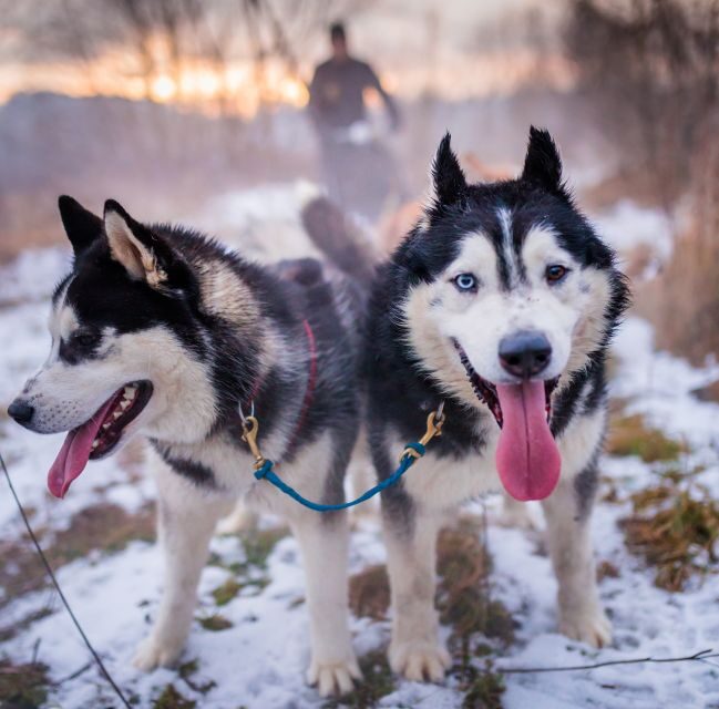 From Krakow: Dogsled Ride in Tatra Mountain - Key Points
