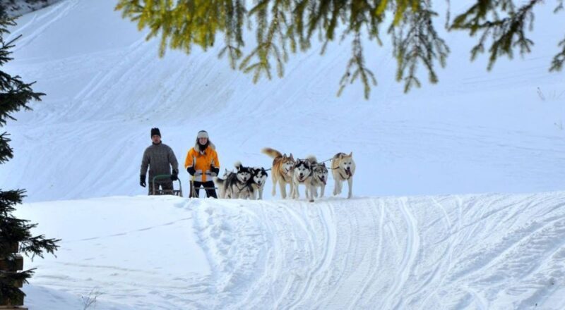 From Krakow: Dogsled Ride in Tatra Mountain - The Basics: What’s Included and How It’s Structured