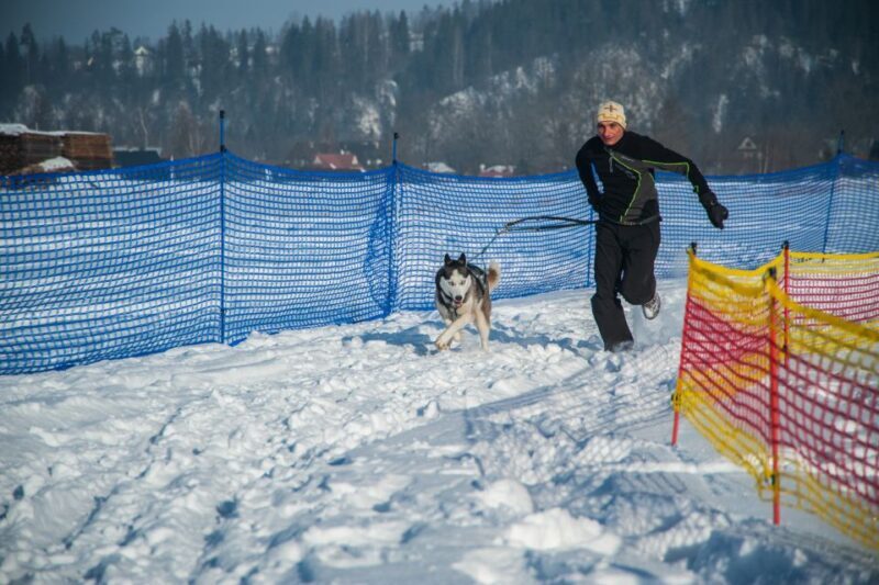 From Krakow: Dogsled Ride in Tatra Mountain - The Value of the Experience