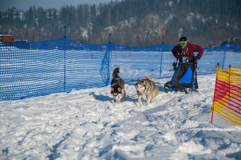 From Krakow: Dogsled Ride in Tatra Mountain - Authenticity and Review Perspectives