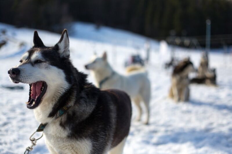 From Krakow: Dogsled Ride in Tatra Mountain - Who Will Love This Tour?
