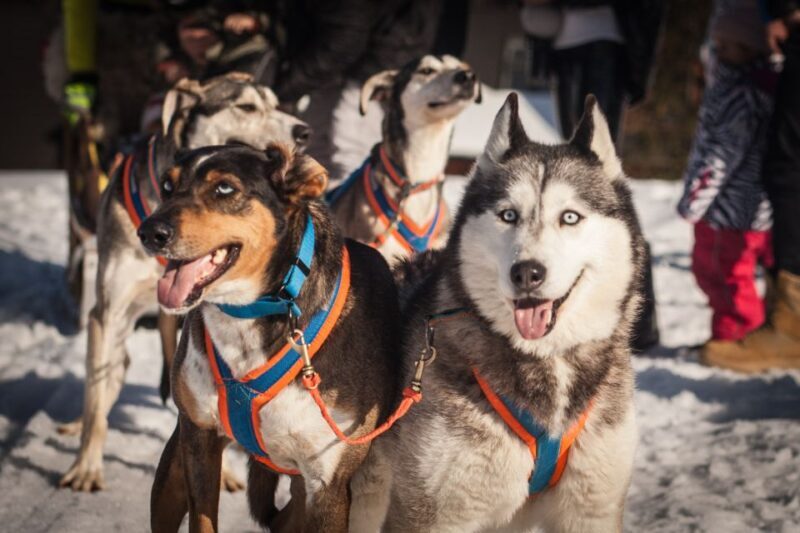 From Krakow: Dogsled Ride in Tatra Mountain - Final Thoughts